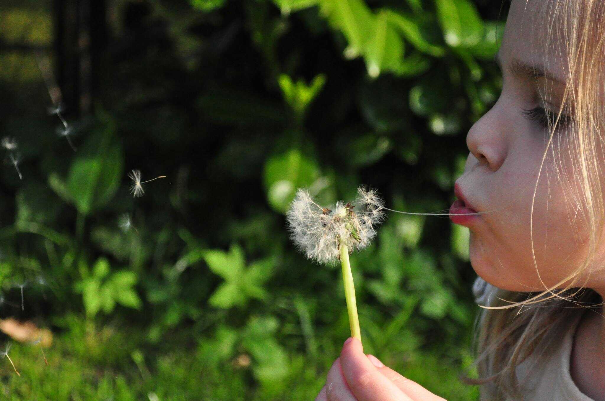 A young girl blows a dandelion, scattering seeds in a sunlit garden.